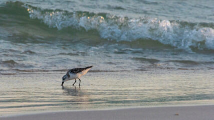 Sandpiper at Gulf Island National Seashore