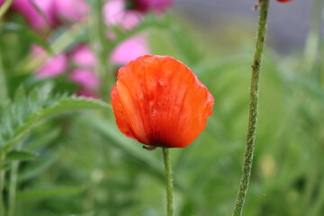 Fototapeta premium red poppy flowers