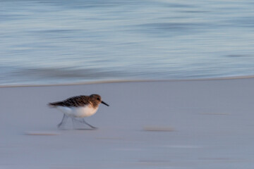 Sandpiper at Gulf Island National Seashore