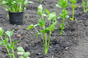 freshly planted celery seedlings in the vegetable garden
