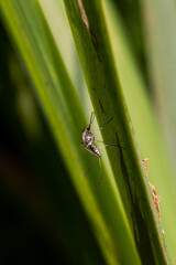Inland floodwater mosquito or tomguito Aedes vexans, blood sucking insect