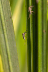 Inland floodwater mosquito or tomguito Aedes vexans, blood sucking insect