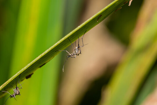 Inland Floodwater Mosquito Or Tomguito Aedes Vexans, Blood Sucking Insect