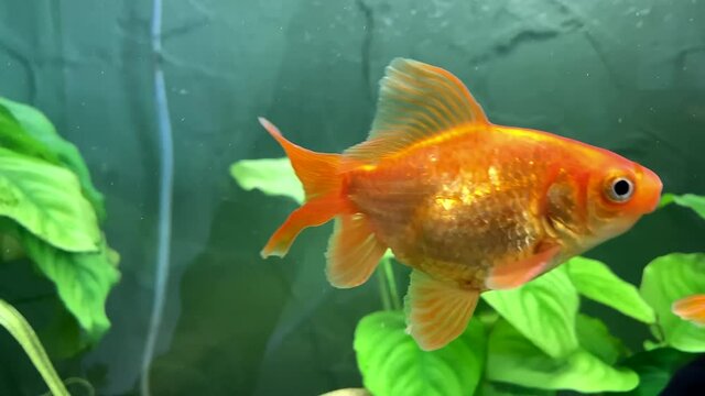 Aquarium fish. Carassius auratus or goldfish