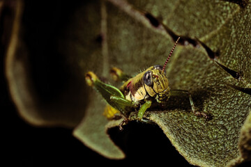 I found this beautiful grasshopper on a leaf with thorns. It has a mixture of grey and blue eyes...