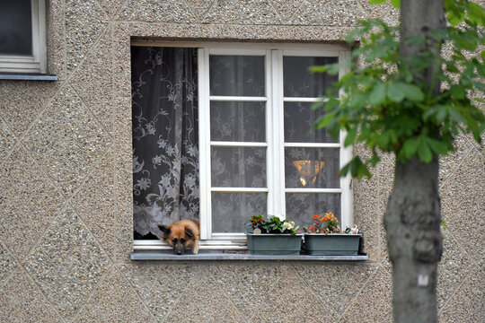 Ein Hund schaut aus einem Wohnungsfenster in Wien, Österreich, Europa