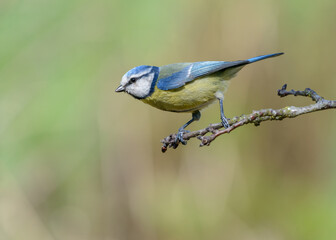 Blue Tit (Cyanistes caeruleus) perched on twig isolated blurred green background