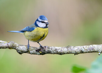 Blue Tit (Cyanistes caeruleus) yellow and blue bird perched on branch