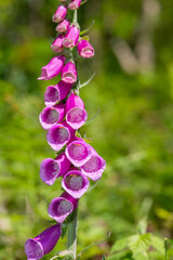 Close up of a common foxglove (digitalis purpurea) flower in bloom © tom