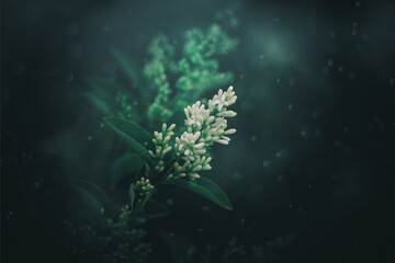 l white flower of a bush close-up against a background of green leaves in sunshine spring day in the park