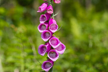Close up of a common foxglove (digitalis purpurea) flower in bloom © tom