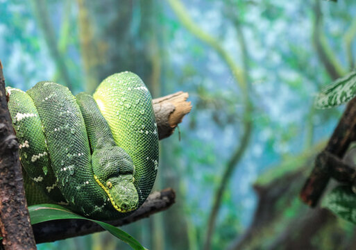 snake on a tree