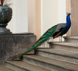 Peacock on the steps