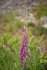 Close up of a common foxglove (digitalis purpurea) flower in bloom