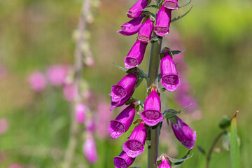 Close up of a common foxglove (digitalis purpurea) flower in bloom © tom