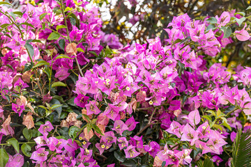 natural pink background with flowers bugenwilla close-up