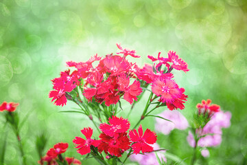 red flower of a bearded garden carnation on a green garden background on a warm summer day
