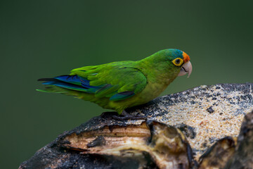 blue and green parrot