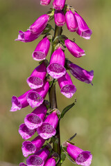 Close up of a common foxglove (digitalis purpurea) flower in bloom © tom