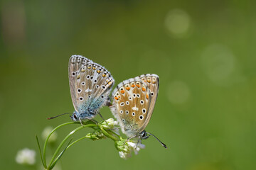 Two small butterflies (Bluebells or Lycaenidae) sit on a branch and unite to multiply their species, against a green background in nature