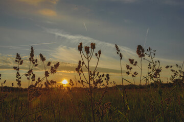 Zachód słońca nad łąką