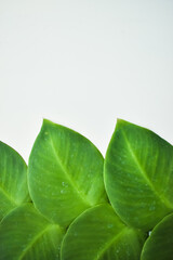Naklejka na ściany i meble green leaf with drops