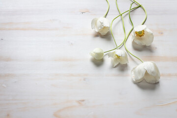Fototapeta na wymiar white anemone flowers on white wood background with copy space