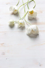 white anemone flowers on white wood background with copy space