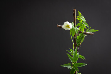 wood cross with green vine and leaves and white flower on black background with copy space