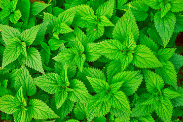 close up color picture of stinging nettles, full frame as picture background