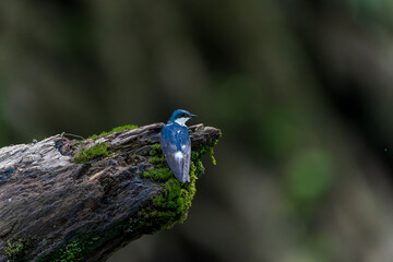 mangrove swallow bird on a branch