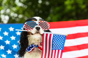 Dog in glasses holds American flag in his teeth against flag - obrazy, fototapety, plakaty
