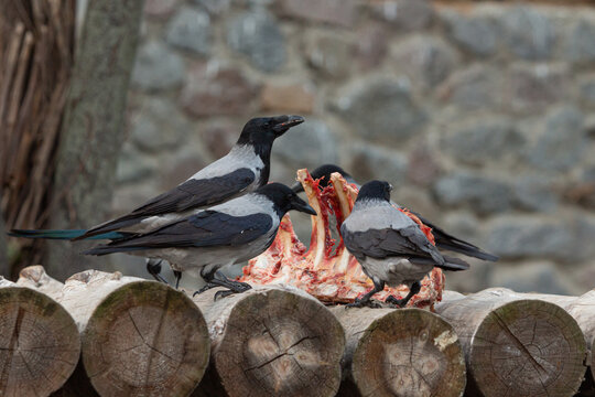 The Crows Eating The Lions' Dinner