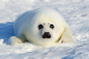 Harp seal cub - obrazy, fototapety, plakaty