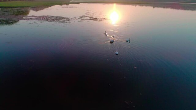 Aerial video white swans on a lake in the wild
