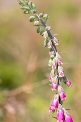 Close up of buds on a common foxglove (digitalis purpurea) flower