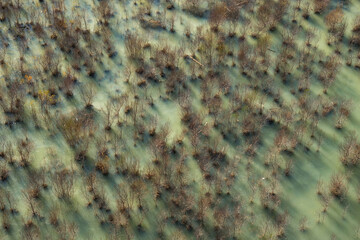 Vegetazione nel lago.