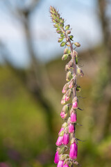 Close up of a common foxglove (digitalis purpurea) flower in bloom