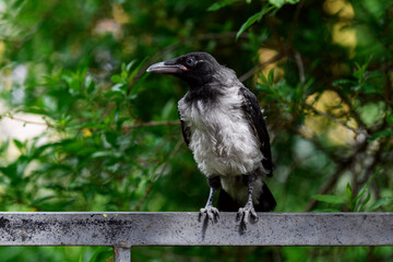 Сrow chick sitting on the fence. Grey crow baby, hooded crow..