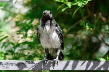 Сrow chick sitting on the fence. Grey crow baby, hooded crow..
