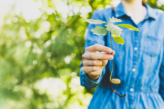 Girl holding oak tree sapling (plant) outdoor. Ecology and environment protection.