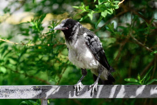 Сrow chick sitting on the fence. Grey crow baby, hooded crow..
