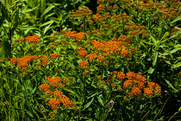 The Orange Flowers