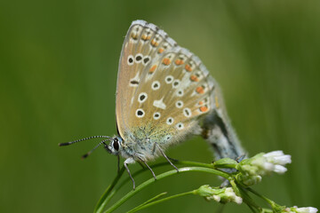 A small butterfly (Bluebells or Lycaenidae) sitting on a branch in front of a green background in nature