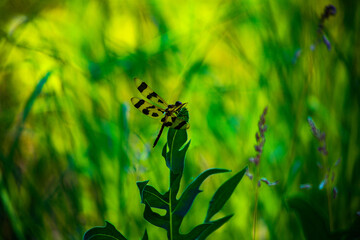 Little Dragonfly