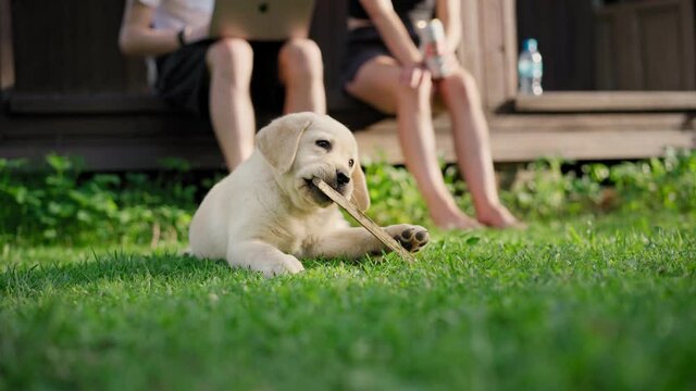 A cute little labrador puppy gnaws a stick while lying on the green lawn.