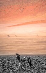 A lonely zebra in the dunes of the namib