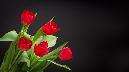 Czerwone , kwitnące tulipany na czarnym tle - obrazy, fototapety, plakaty