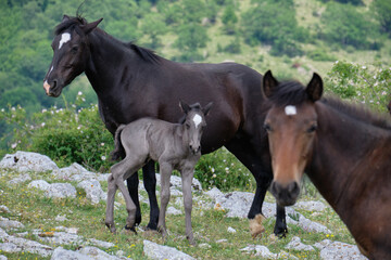Wild horses at Monti Lucretili Regional Park, Italy