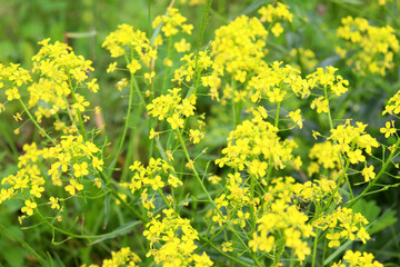 Blooming rapeseed flowers in a rapeseed field. Yellow small flowers for background